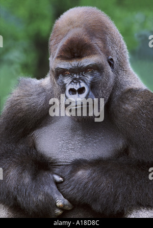 Männlichen Silberrücken Flachlandgorilla Stockfoto