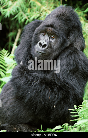 Berggorilla Mgahinga Nationalpark Uganda Stockfoto