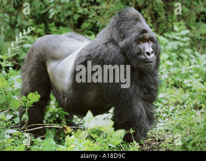 Silberrücken Berggorilla Mgahinga Nationalpark Uganda Stockfoto