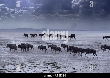 Gnus nach Regen Sturm Amboseli, Kenia Stockfoto