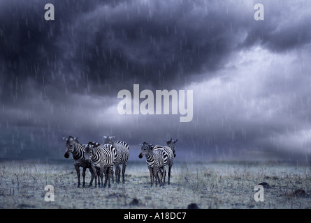 Zebras im Regen Masai Mara Kenia Stockfoto