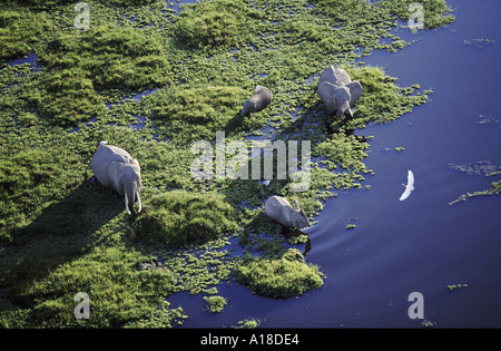 Antenne des Elefanten im Sumpf Amboseli-Nationalpark Kenia Stockfoto