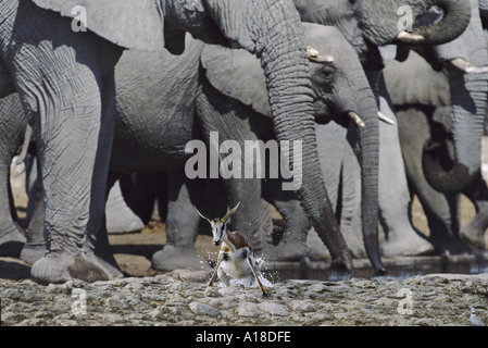 Springbok überrascht Elefantenherde am Wasserloch Etosha Nationalpark Namibia Stockfoto