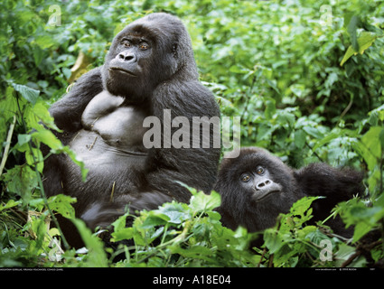 Silverback und weibliche Berg Gorillas Parc des Virunga in der Demokratischen Republik Kongo Stockfoto