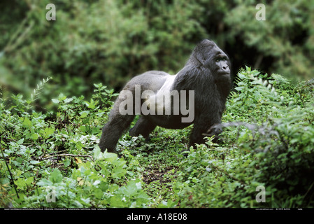 Silberrücken Berggorilla Mgahinga Nationalpark Uganda Stockfoto