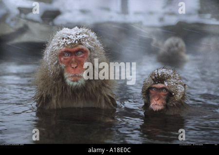 Schnee-Affen Jigokudani Nationalpark Japan Stockfoto
