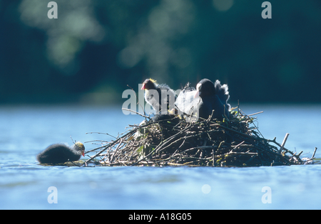 Blässhuhn (Fulica Atra), Erwachsene mit zwei Küken auf dem Nest, Deutschland. Stockfoto