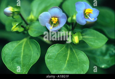 Persische violett, Deutsch violett, Tiddly Twinks (Exacum affine), blühen Stockfoto