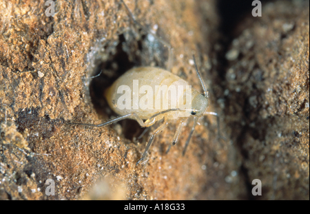 Wurzel-Blattlaus (Protrama Flavescens), am gemeinsamen Beifuß (Artemisia Vulgaris). Stockfoto