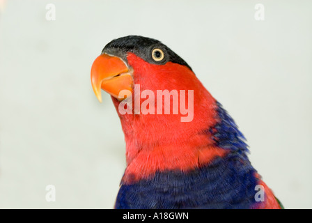 rot blau schwarz Sittich Papagei, Kopf aussehende Porträt weißen einfarbigen Hintergrund Ausschnitt ausschneiden Rechnung Schnabel gelb aussehen Stockfoto