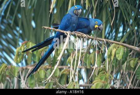 Hyazinth-Ara (Anodorhynchus Hyacinthinus), paar, sitzen nebeneinander auf Zweig, Mato Grosso, Brasilien, Pantanal. Stockfoto