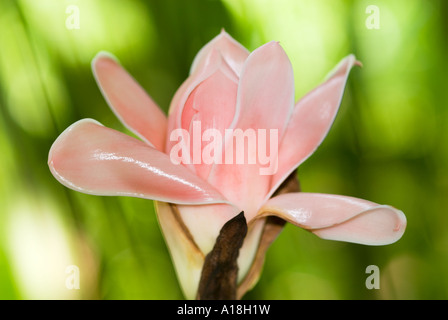 Fackel-Ingwer Wachs Ingwerpflanze Ingwer Blüte Blume Stockfoto