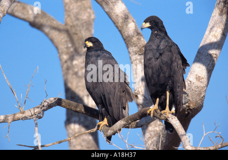 großer schwarzer Falke (Buteogallus Urubitinga), zwei Tiere nebeneinander auf einem Ast sitzen. Stockfoto