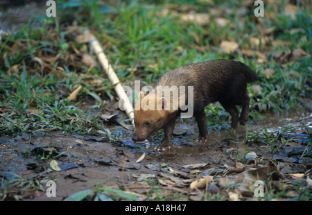 Busch-Hund (Speothossogar Venaticus), zu Fuß. Stockfoto