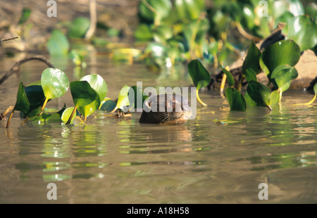 Riesenotter (Pteronura Brasiliensis), Kopf aus einem Körper des Wassers. Stockfoto