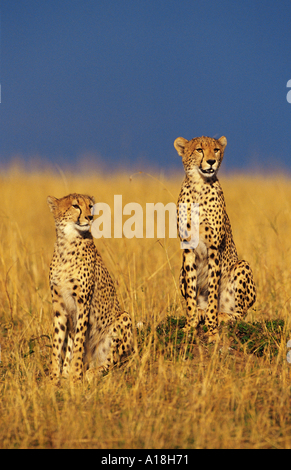 Gepard (Acinonyx Jubatus), zwei Tiere sitzen nebeneinander auf Hügel, Kenia, Masai Mara NP. Stockfoto