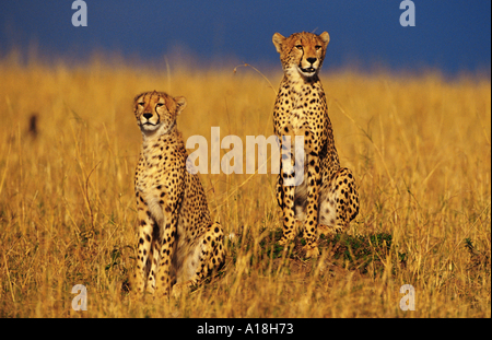 Gepard (Acinonyx Jubatus), zwei Tiere sitzen nebeneinander auf Hügel, Kenia, Masai Mara NP. Stockfoto