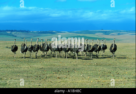 Massai-Strauß, Masai Strauß, nordafrikanischen Strauß (Struthio Camelus Massaicus), Gruppe, Südafrika Stockfoto