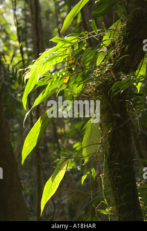 Kletterpflanze an Regenwald Baum Mossman Gorge Daintree National Park Stockfoto