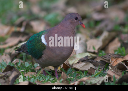 Emerald Dove Chalcophaps indica Stockfoto