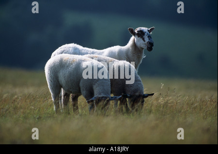 Schafe auf Downland Ewe mit älteren Lämmer South Downs, Sussex, England Stockfoto