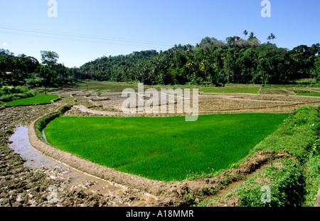 Sri Lanka Embekke Kandy bewässerten Reisfeldern Stockfoto