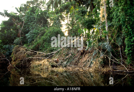 Philippinen-Palawan illegalen Holzeinschlag am Tumarbong River in der Nähe von Quezon Stockfoto