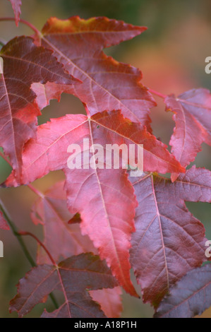 Amur-Ahorn-Blätter (Acer Ginnala) Stockfoto