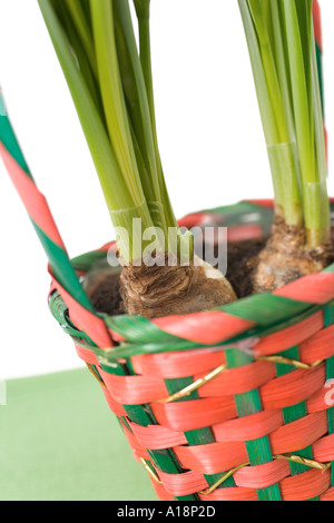 Narzissen im Blumentopf Stockfoto