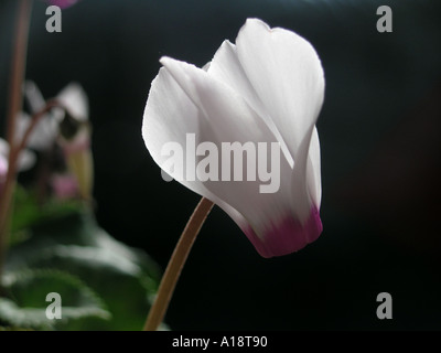 Pflanzen in einem Wohnzimmer Cyclamen Stockfoto