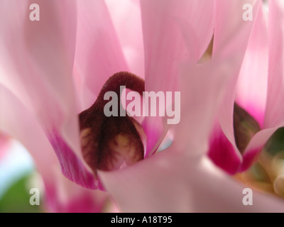 Pflanzen in einem Wohnzimmer Cyclamen Stockfoto
