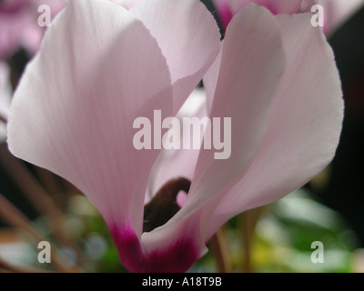 Pflanzen in einem Wohnzimmer Cyclamen Stockfoto