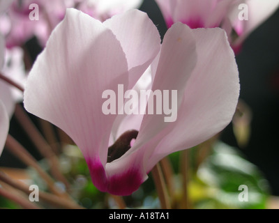 Pflanzen in einem Wohnzimmer Cyclamen Stockfoto