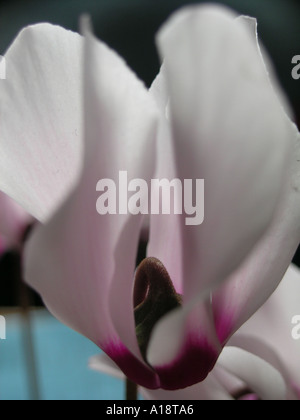 Pflanzen in einem Wohnzimmer Cyclamen Stockfoto