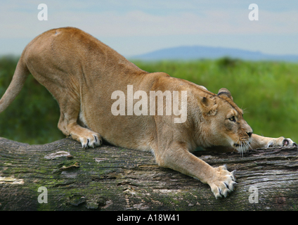 Löwe (Panthera Leo), Löwin, schärfen ihre Krallen auf Stamm. Stockfoto