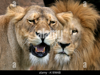 Barbary Löwe (Panthera Leo Leo), knurrige Löwin mit männlichen Blick hinter Stockfoto