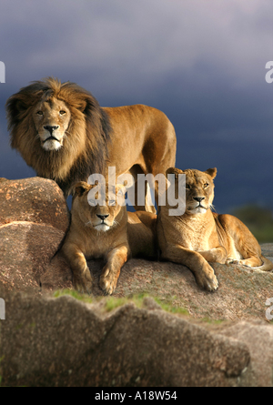 Barbary Löwe (Panthera Leo Leo), zwei Löwin mit männlichen Löwen hinter ruhen Stockfoto