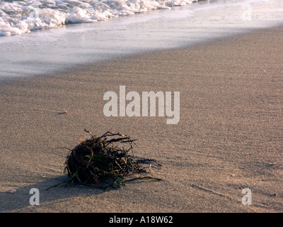 Algen und Wurzeln an einem europäischen Strand, Andalusien, Spanien, La Cala de Mijas Mijas Costa Costa Del Sol Spanien Algen nass nass Stockfoto