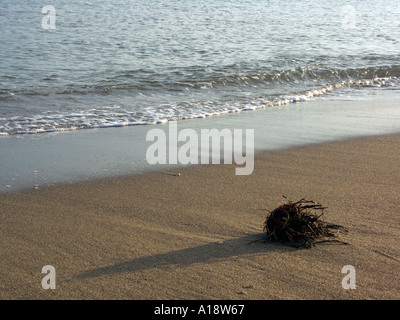 Nassen Seetang und Wurzeln auf der European Beach, Andalusien, Spanien Stockfoto