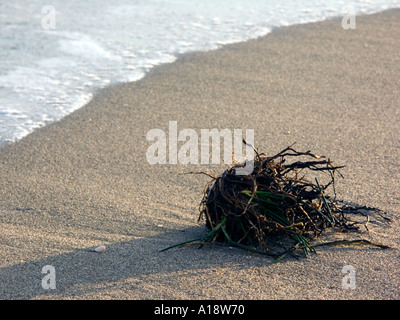 Algen und Wurzeln an einem europäischen Strand, Andalusien, Spanien, La Cala de Mijas Mijas Costa Costa Del Sol Spanien Algen nass nass Stockfoto