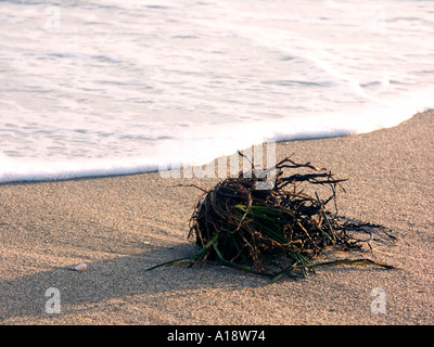 Algen und Wurzeln an einem europäischen Strand, Andalusien, Spanien, La Cala de Mijas Mijas Costa Costa Del Sol Spanien Algen nass nass Stockfoto