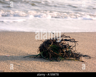 Algen und Wurzeln an einem europäischen Strand, Andalusien, Spanien, La Cala de Mijas Mijas Costa Costa Del Sol Spanien Algen nass nass Stockfoto