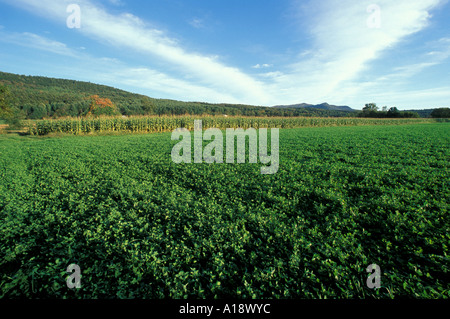 Waitsfield VT Mad River Valley Farm in den grünen Bergen Stockfoto