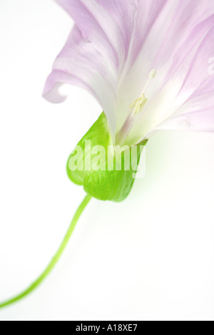 Feld Ackerwinde Convolvulus Arvensis Blume Stockfoto