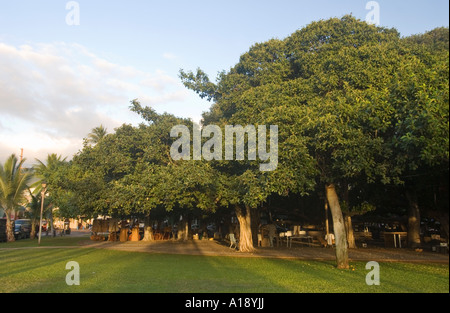 Banyan-Baum in Lahaina, Maui Stockfoto