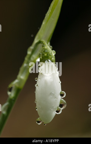 Regentropfen hängen an einem frühen Schnee fallen Stockfoto