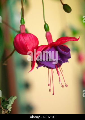 Fuchsie Blüten Stockfoto