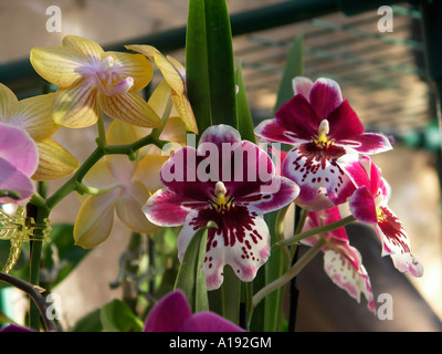 Phalaenopsis Nachtfalter Orchidee Miltoniopsis Stiefmütterchen Stockfoto
