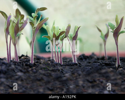 Tomaten Setzlinge Solanum lycopersicum Stockfoto