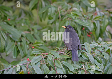 Mlae Blackbird thront in Baum Stockfoto